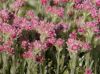 Show product details for Antennaria dioica minima